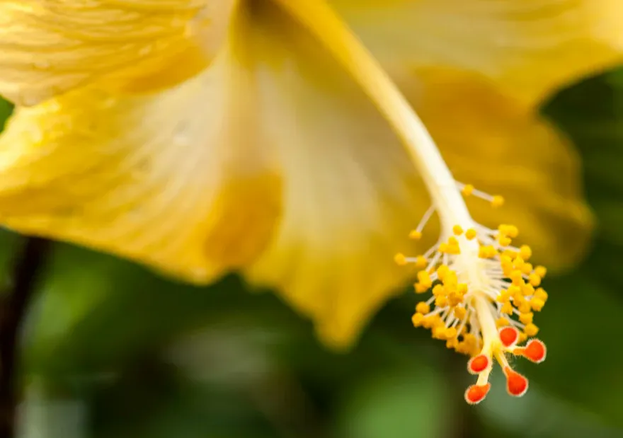 Flower Pollen Extract