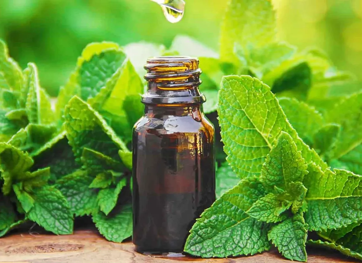 Peppermint Leaf Extract
