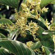 Muira Puama Extract