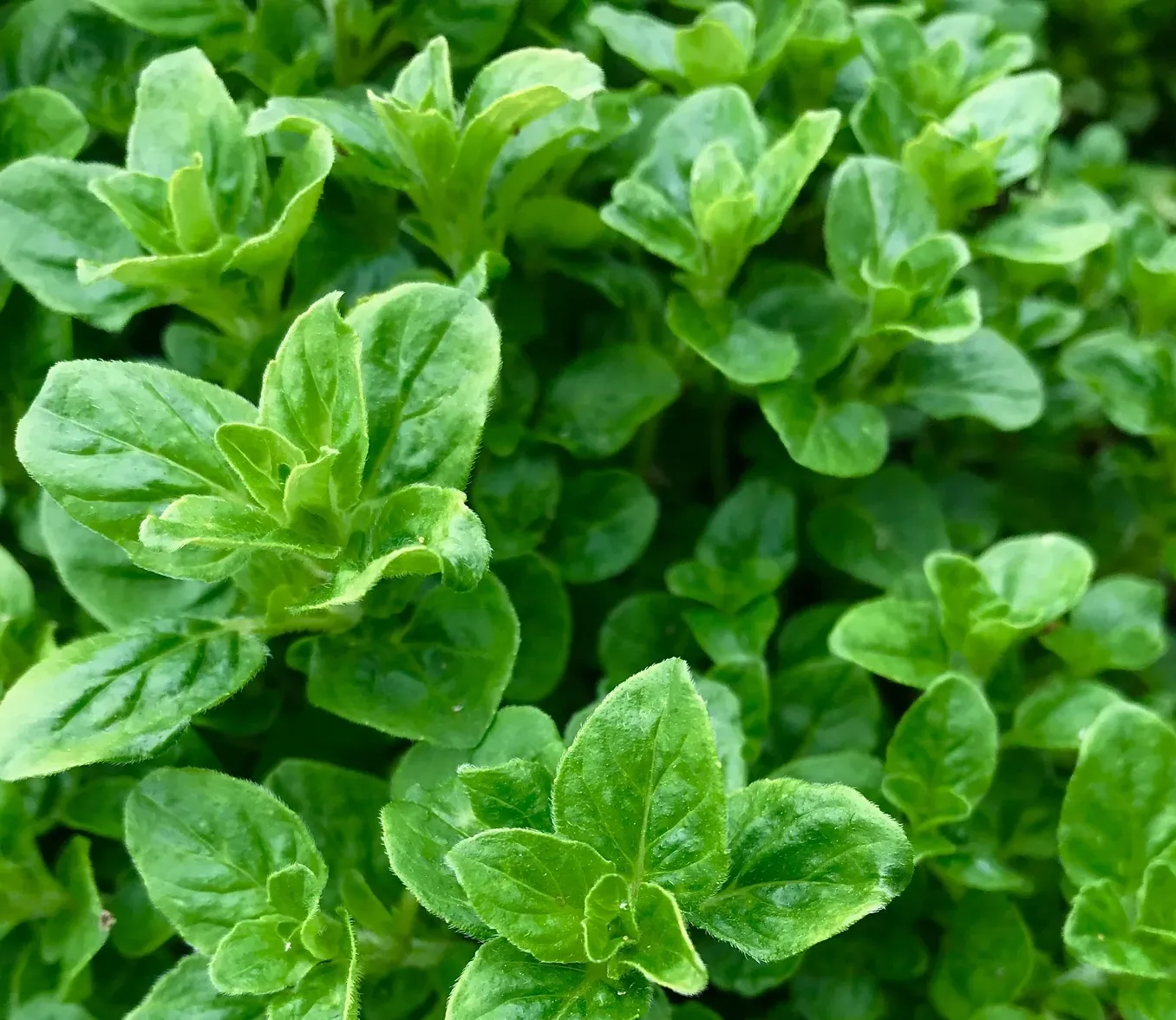 Oregano Leaf Extract (Origanum vulgare)