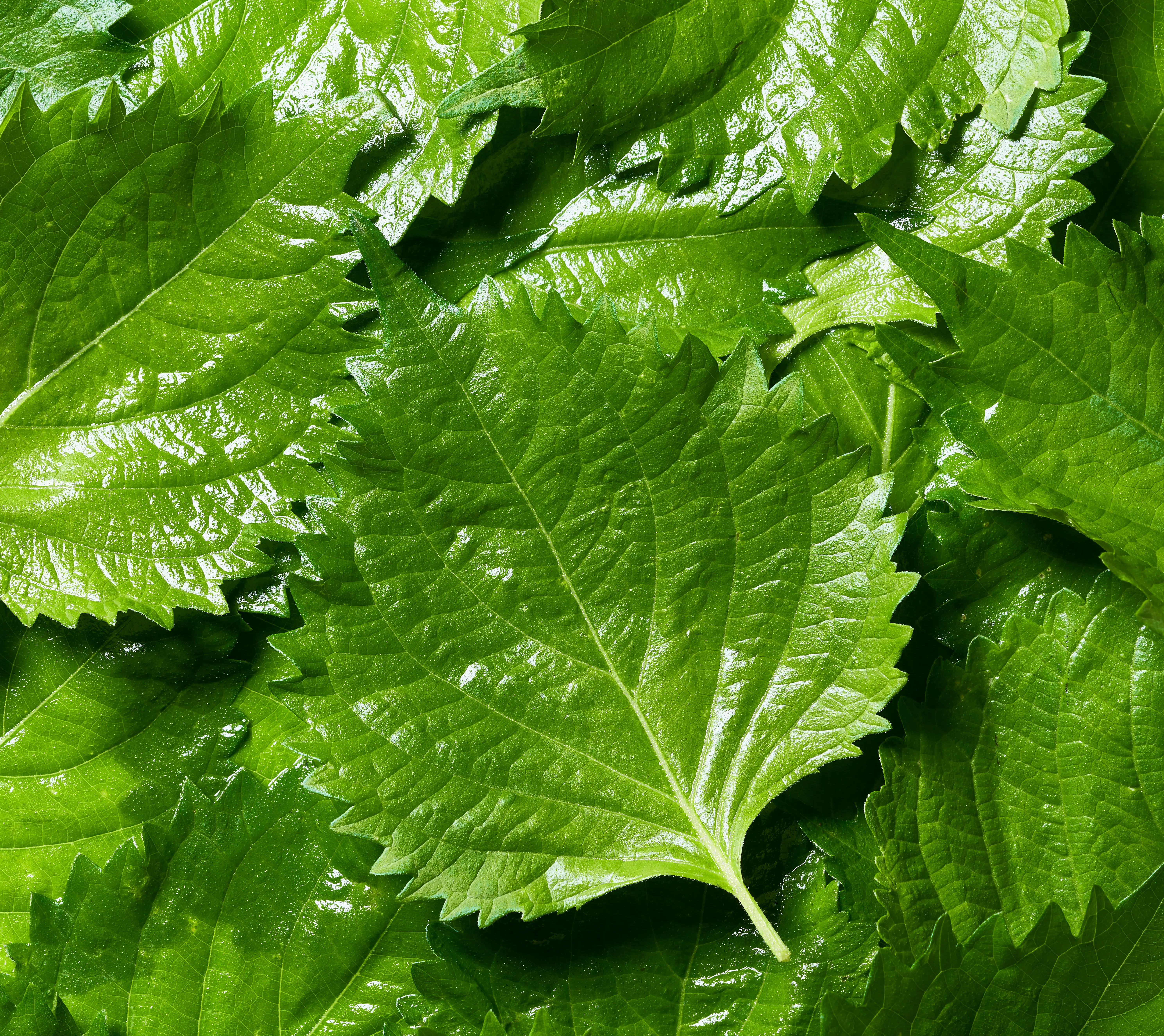 Perilla Leaf Extract (90% Luteolin)