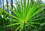Saw Palmetto Extract